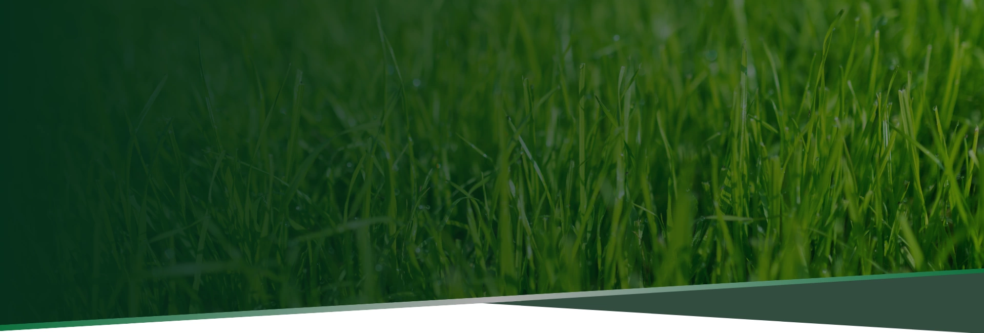 D Vida ao Seu Jardim com a Grameira Biasi! - 